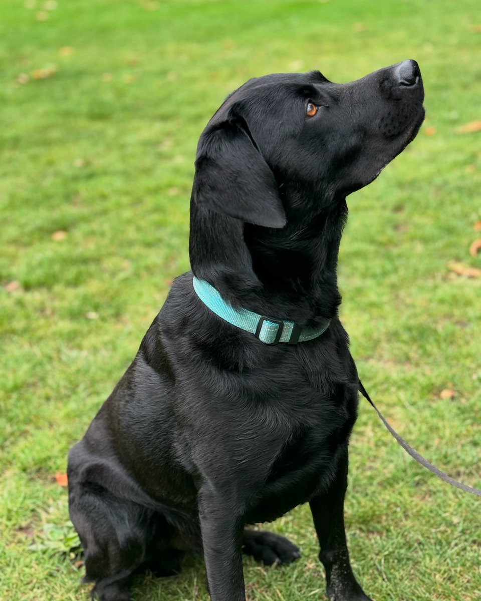 🐾 Join us TODAY ( Saturday 20th) for the Marble Hill Dog Show hosted by the Friends of Marble Hill and King Street Vets.✅Registrations for Dogs start from 11am🐶Dog show starts at 2pm
📍Marble Hill Cafe 
👯Performance by The Twickenham Academy of Dance
friendsofmarblehill.org.uk