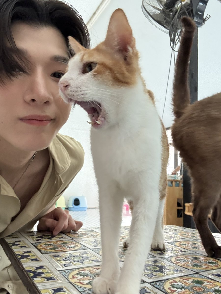 daily jimmoi ૮・ﻌ・ა (@samoyedjimmy) on Twitter photo 