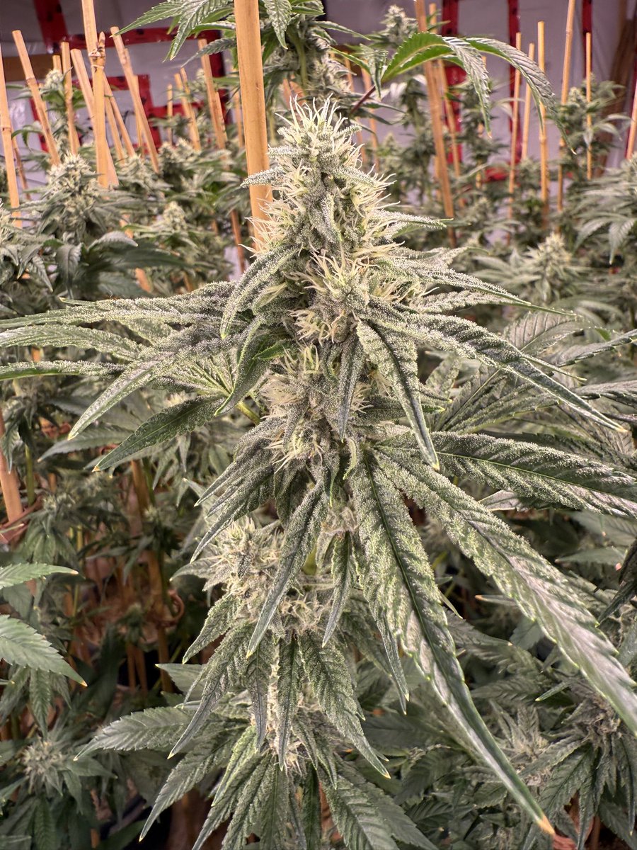 Gorilla Glue 4 day 33 flower.