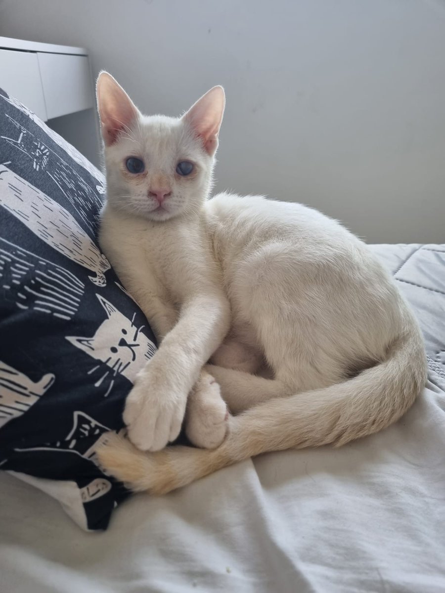 Continuen faltant 199 euros 😢😢. És important arribar a aconseguir els diners perquè a banda d'esterilitzar  a Odin i Apolo, s'ha d'OPERAR l'ull d'Odin🙏 Tot euro suma🙏 Bizum ☎️ Marcela  613 60 67 66 
#ajuda