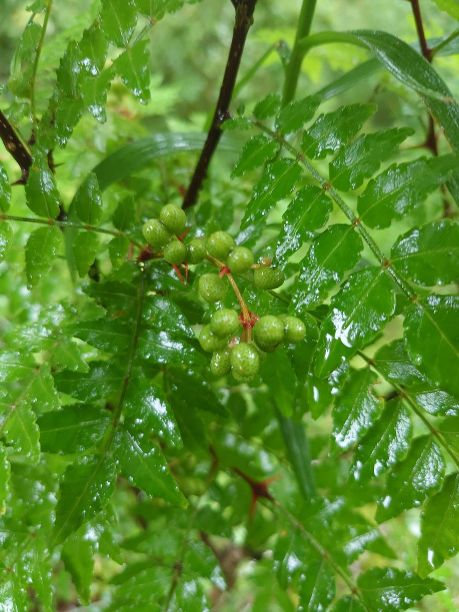 この週末は群馬の家に帰省。
雨降ってるけど散歩してキノコ撮影、ついでに栗と山椒の実を取った(^_^)/