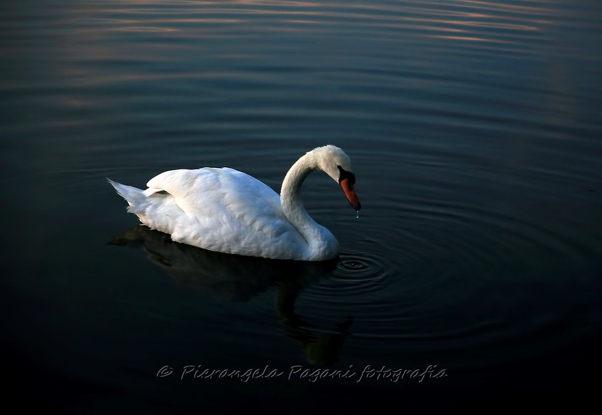 @ferrarisergio4 tweet media