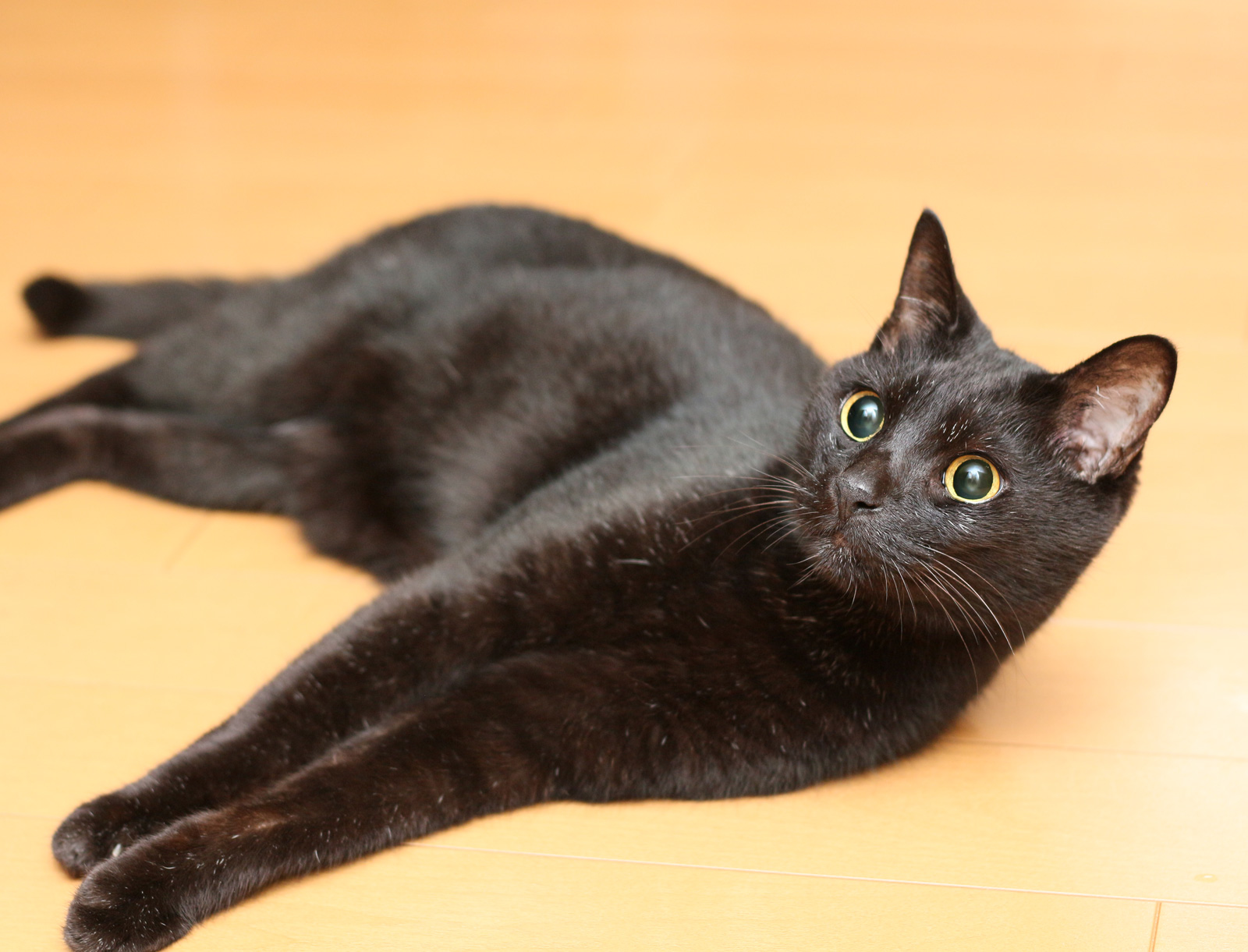 くろねこ 黒猫はじめました。 on X: 