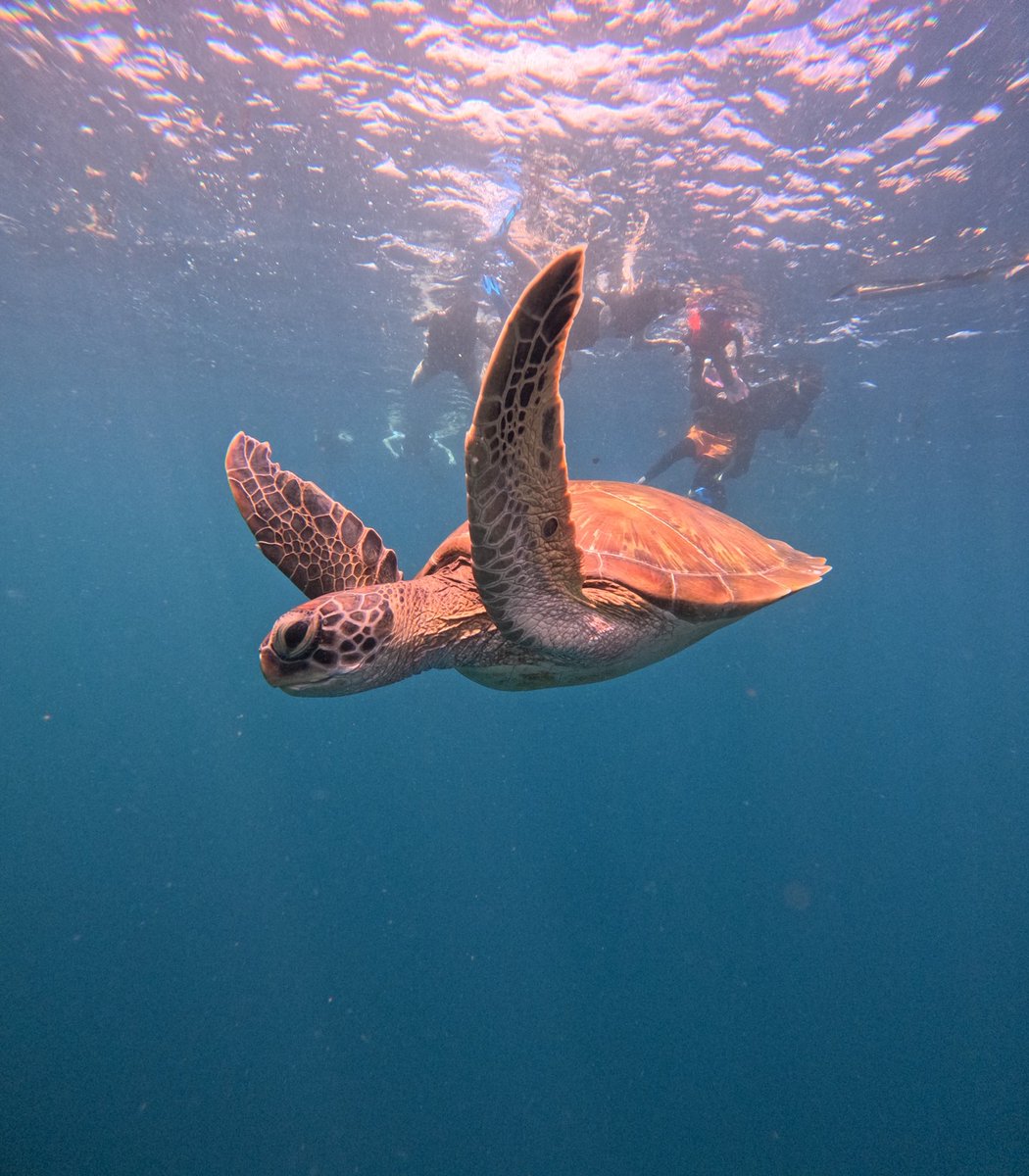 シュノーケリング🤿
ウミガメみれたよ♡
楽しすぎる明日も行きたーい😆

#石垣島
#ウミガメシュノーケル