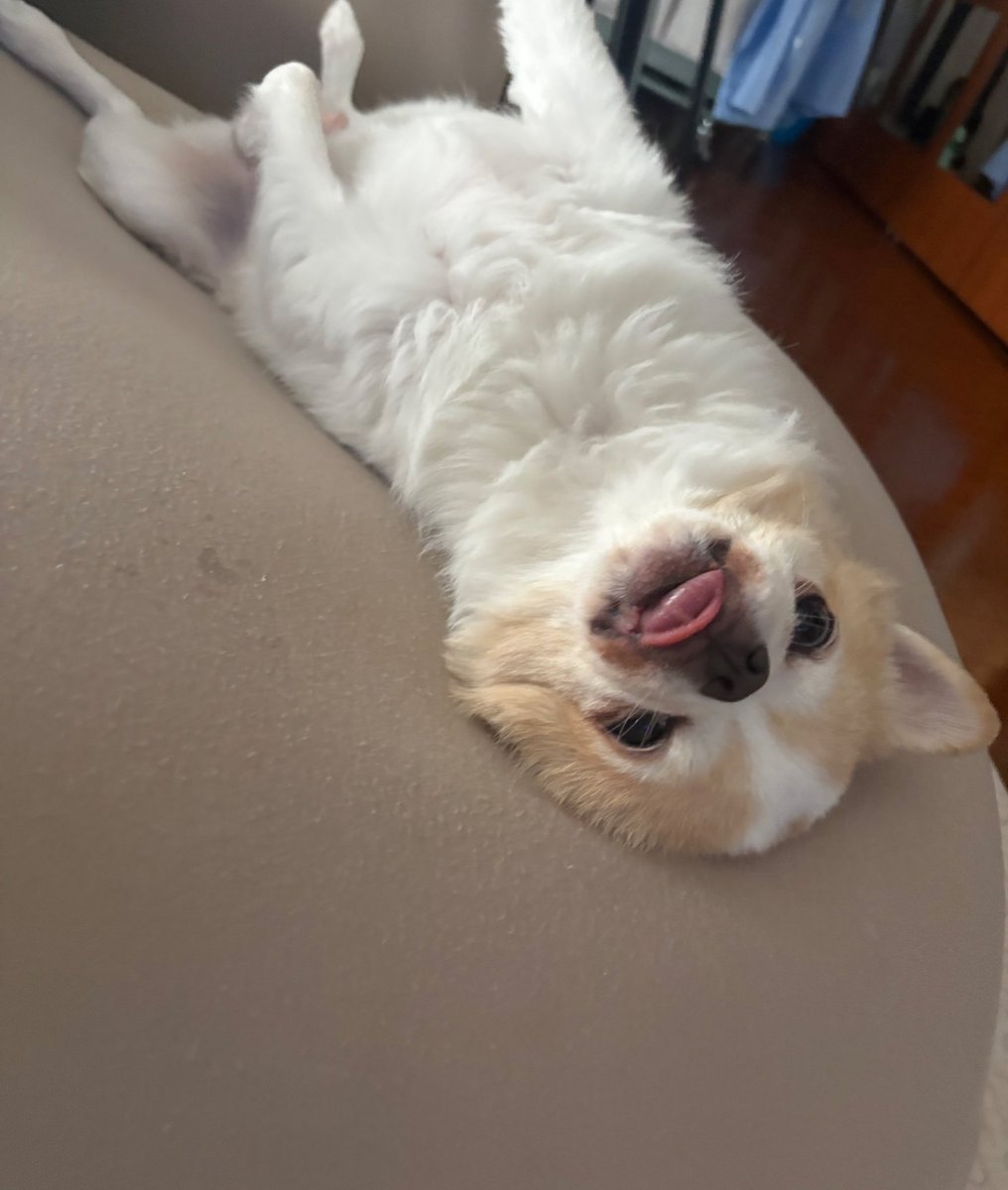 えいえんにおひるねしてるりくぽん🦊
#ちわわ