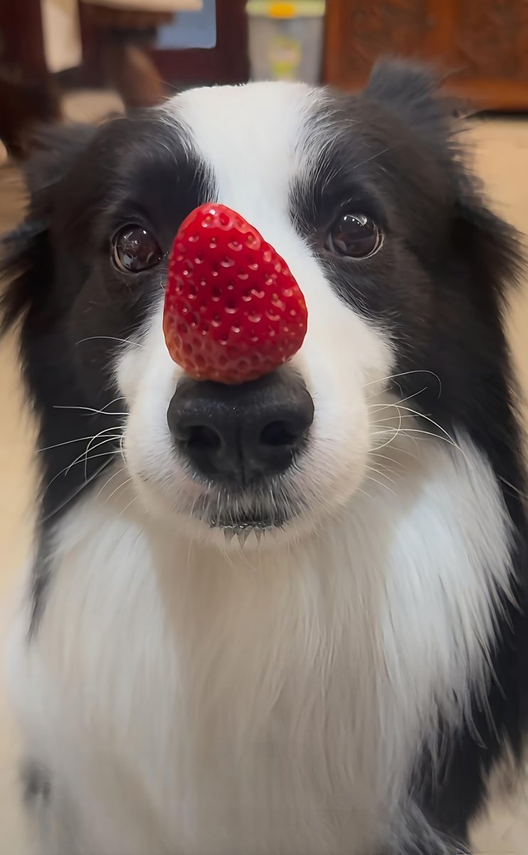 PostsOfDogs_'s tweet image. Check out the stunning appearance of this handsome dog