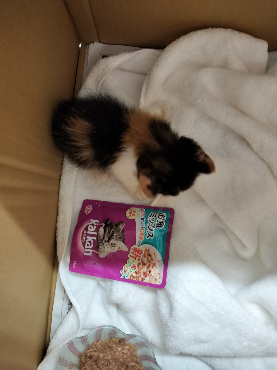 鳥取市で猫ちゃん飼ってくれるかた😸
DMくださいー🐱

１ヶ月くらい
ミケちゃんメスかな？
目やにやくしやみもなく健康そうです！！