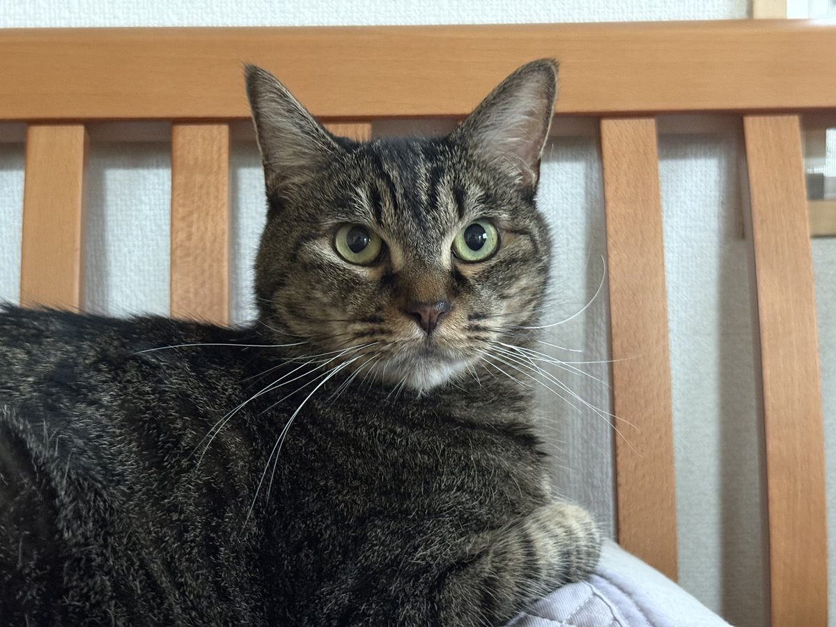 きびちゃん
こんにちは、
😸😸

#猫好きさんと繋がりたい
#猫のいる暮らし
#保護猫
