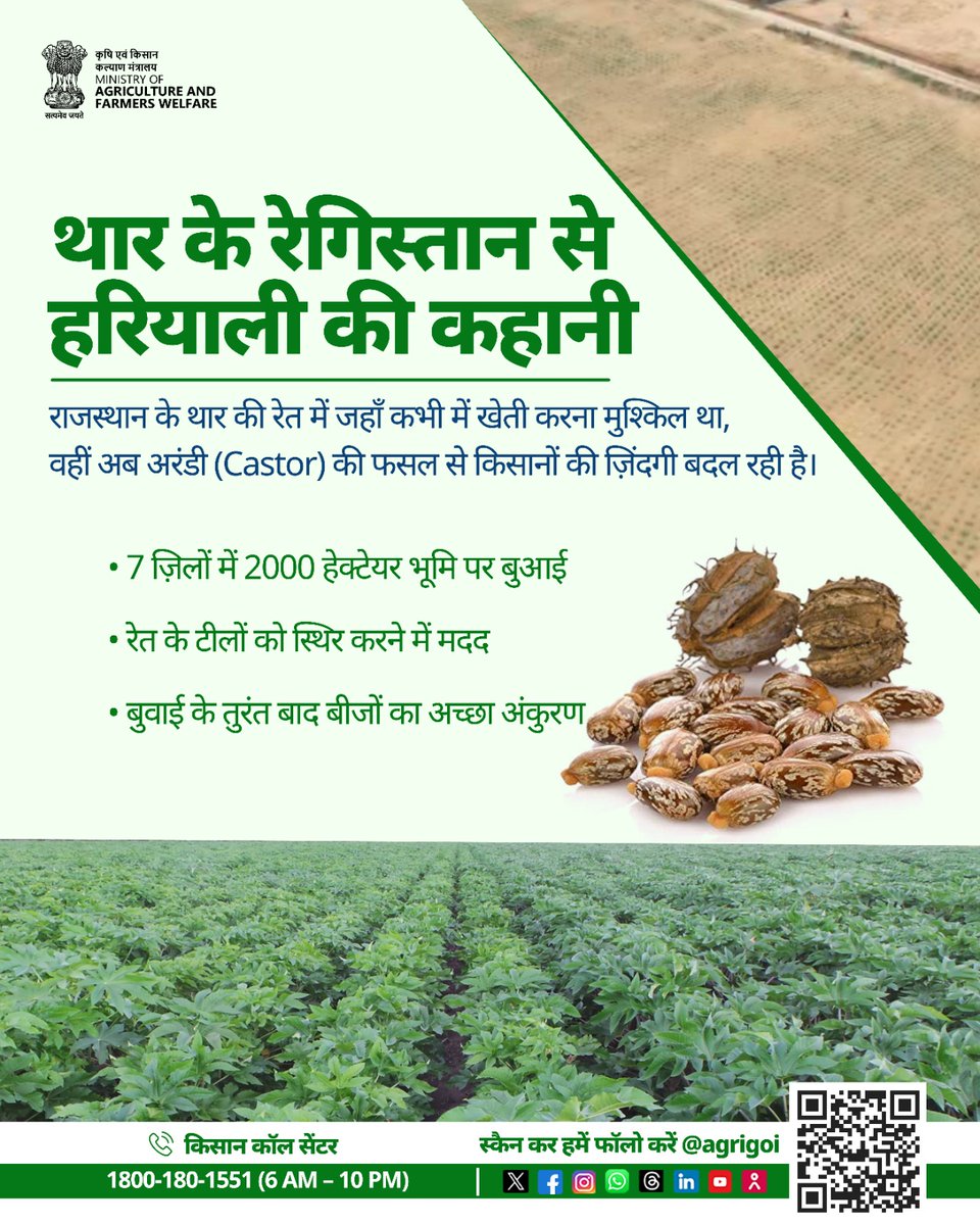 AgriGoI's tweet photo. थार की रेत से हरियाली की कहानी!
अरंडी (Castor) की खेती ने राजस्थान के रेगिस्तान को नई पहचान दी है। जहाँ कभी खेती मुश्किल थी, वहाँ अब किसान मेहनत से अरंडी की फसल उगा रहे हैं।
#AgriGoI #CastorFarming #AgriInnovation #FarmersFirst #Rajasthan https://t.co/v7FYLvtqSe