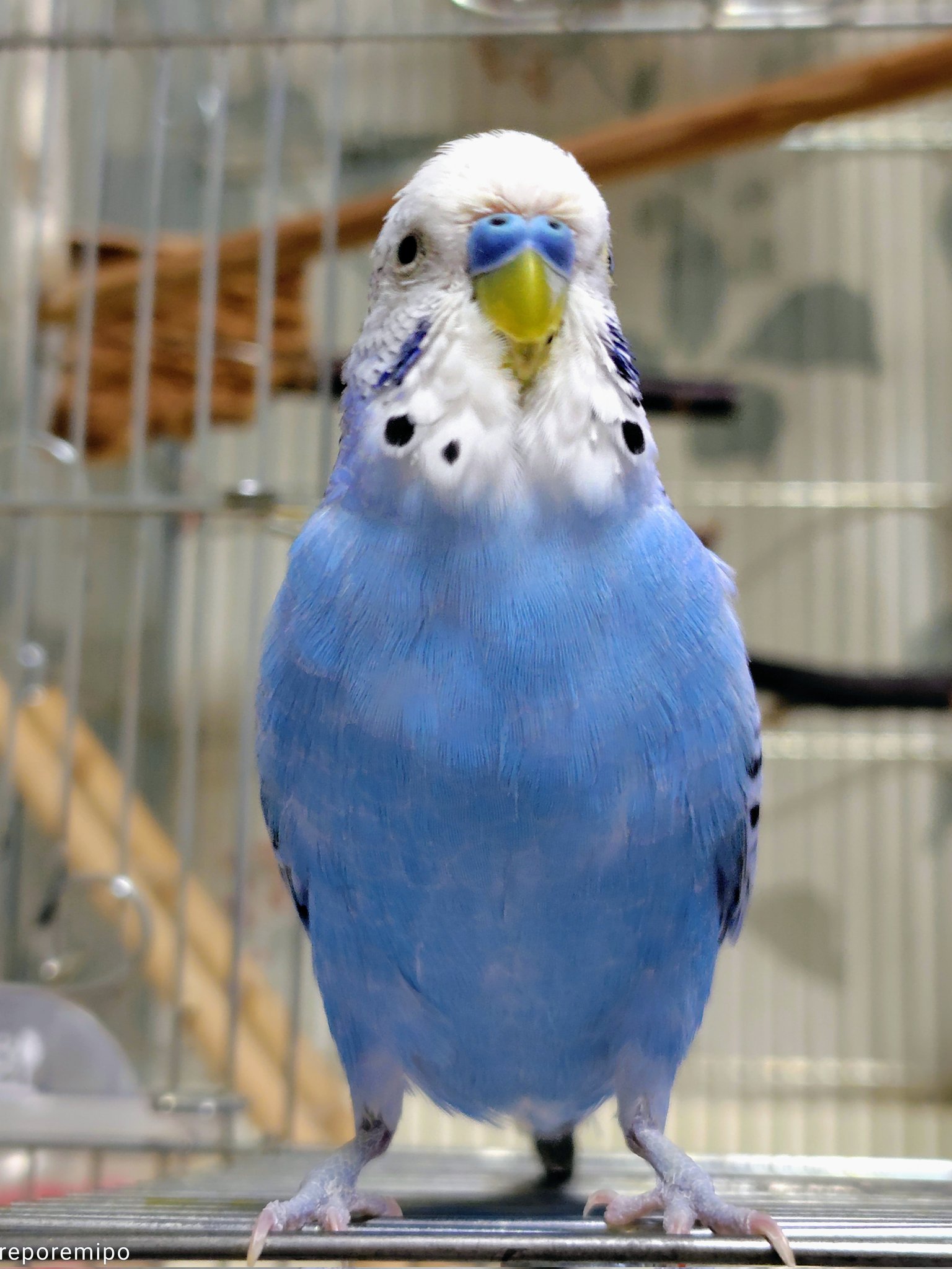 金運インコ チーコとクー on X: 