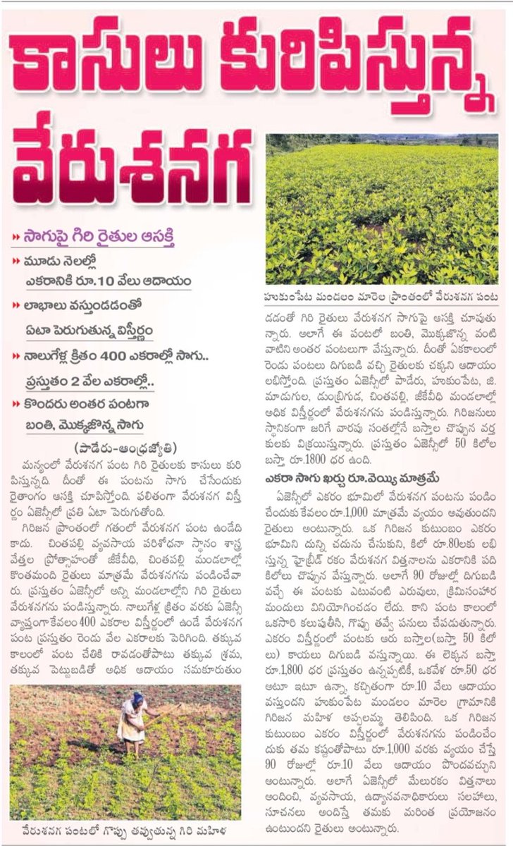 vmdtdp's tweet image. కాసులు కురిపిస్తున్న వేరుశనగ #Paderu #AndhraPradesh