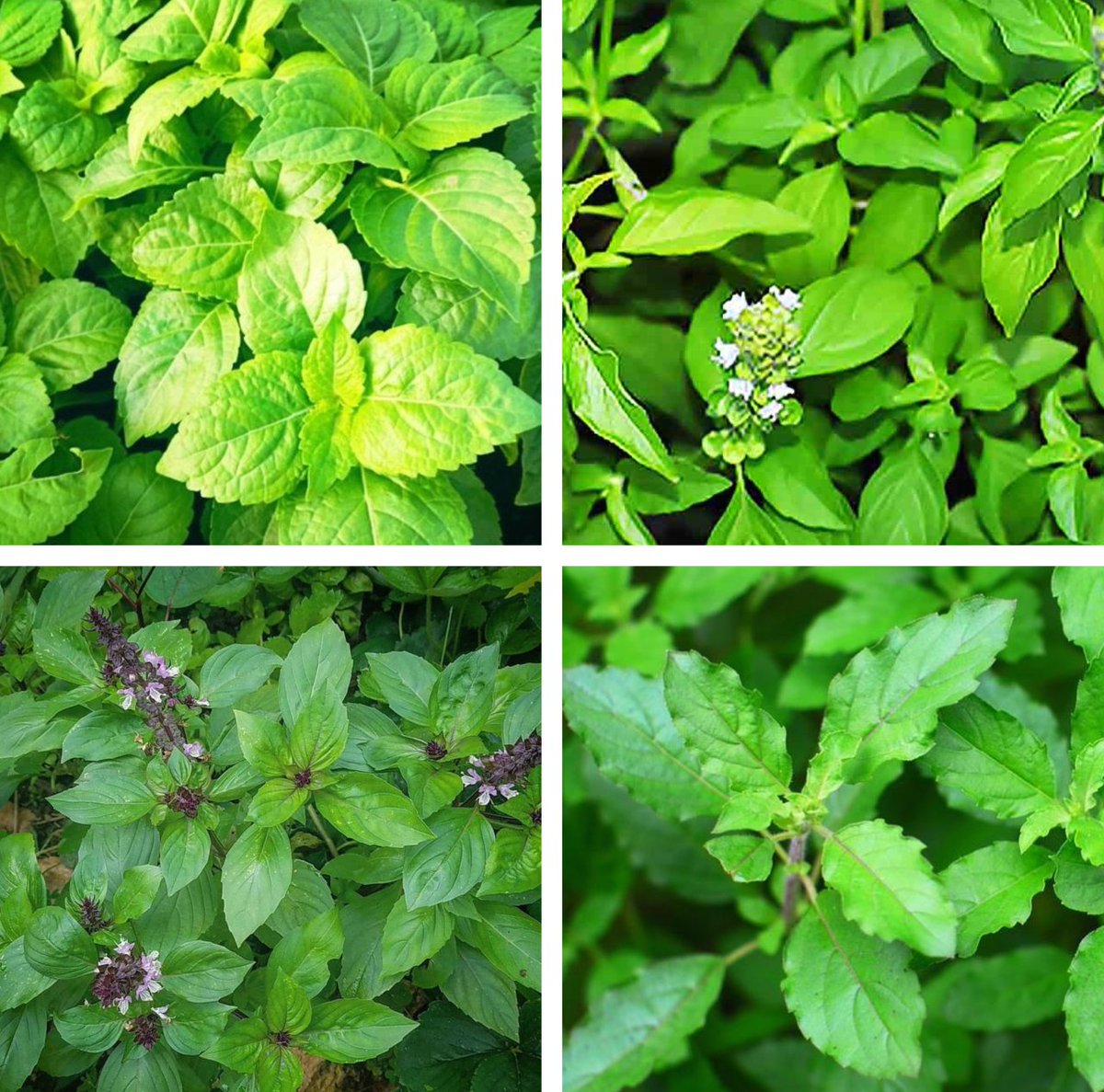 Discover the Diverse World of Basil in Thailand! 🌿✨ huahinservices.blogspot.com/2025/08/discov…