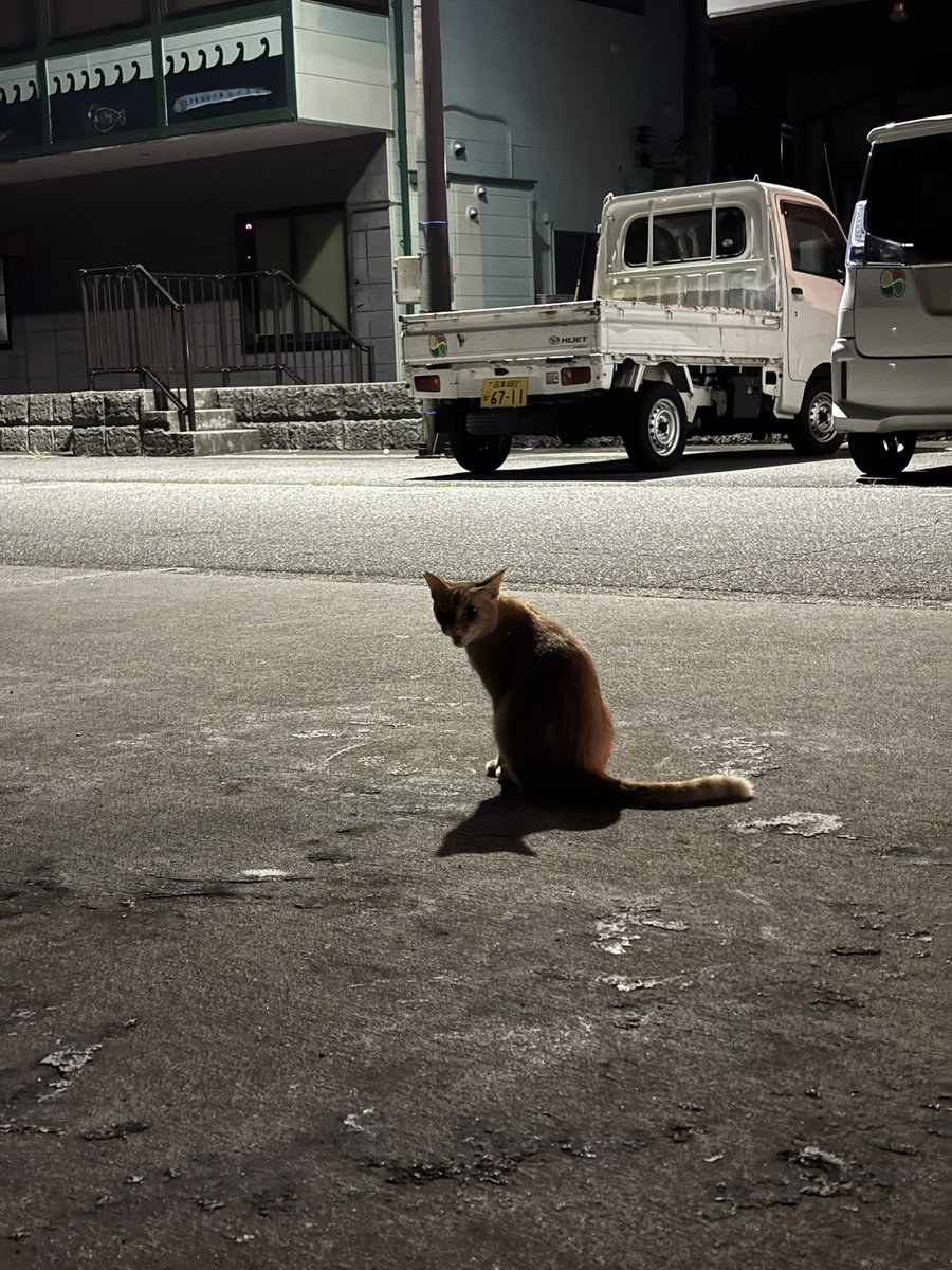 maruru_000000's tweet photo. 海辺の猫って人懐っこいからすき♡ https://t.co/n9di6Knwmg