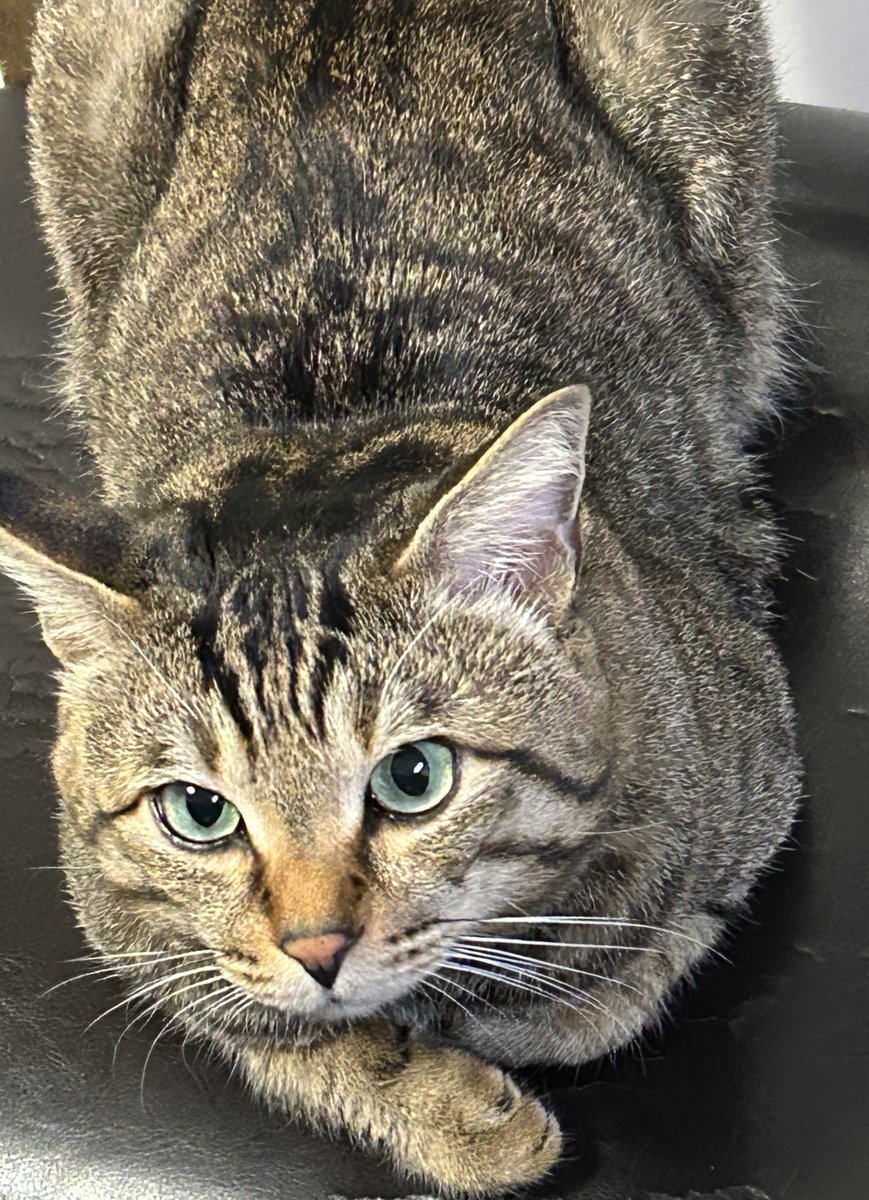 ♡にゃんこ♡ にゃうこ (@nia_7053) / X