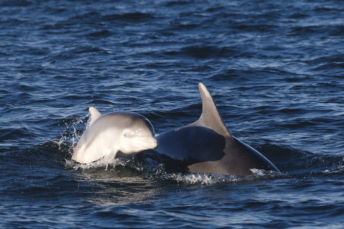 Electron Blue tweet media