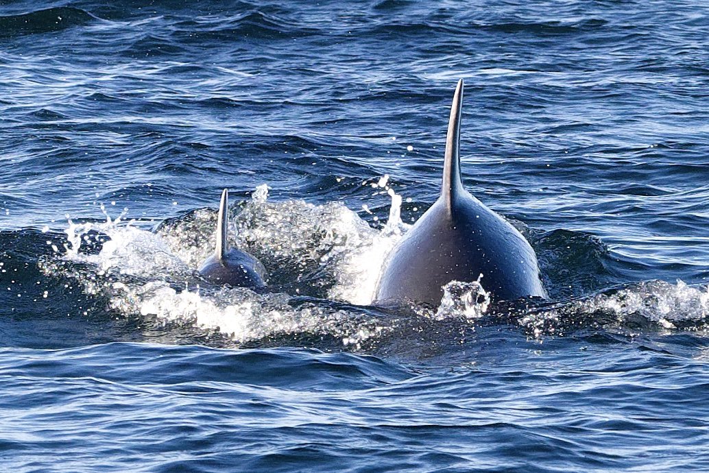 Electron Blue tweet media