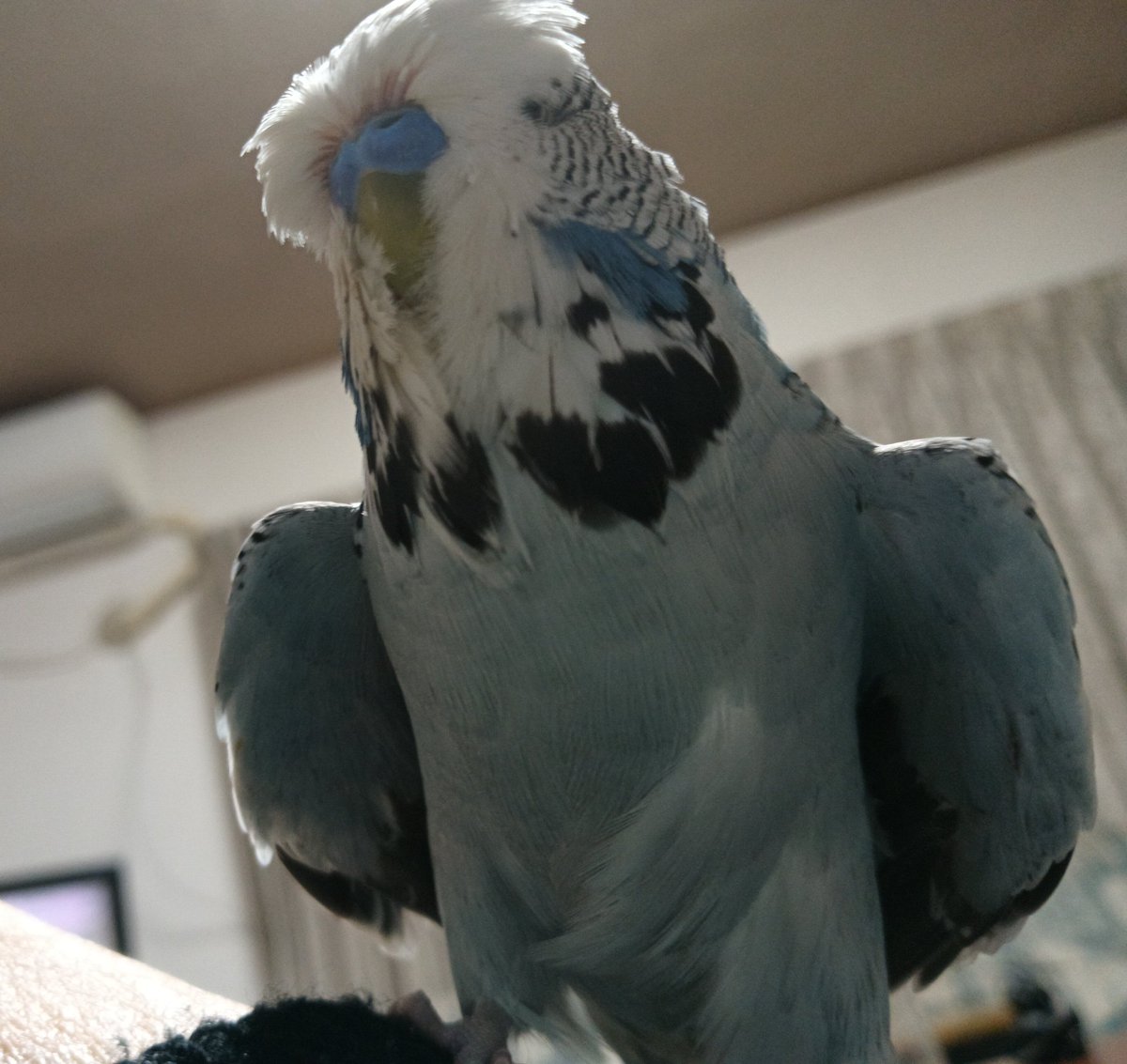 【拡散希望】
2025年9月20日　11:00時頃　
愛知県名古屋市守山区付近で
ジャンボセキセイインコの男の子を逃がしてしまいました。
淡い青系のお腹と背中のゼブラ模様、大きく白いおでこが特徴です。
#迷い鳥　#迷いインコ　#迷子鳥　#迷子インコ　#ジャンボセキセイインコ　#鳥　#愛知県名古屋市