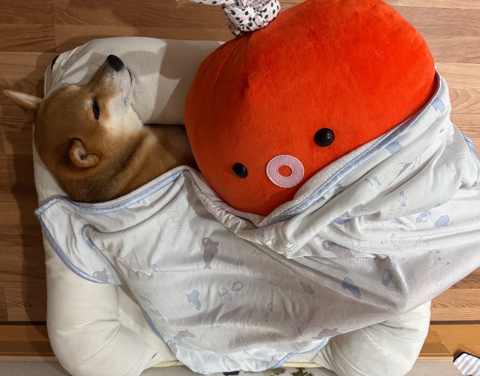 今日は雨だから一緒にひるね

目があかない

#デリシャスだ幸ふじかざみどり秋祭りまで

後3日