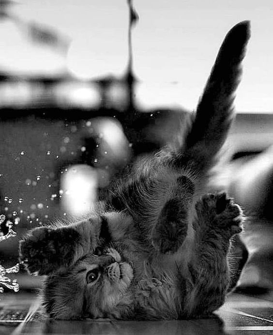 KatanaHugo's tweet image. Cats never strike a pose that isn't photogenic.
Lillian Jackson Braun
#photos #cats #photogenic