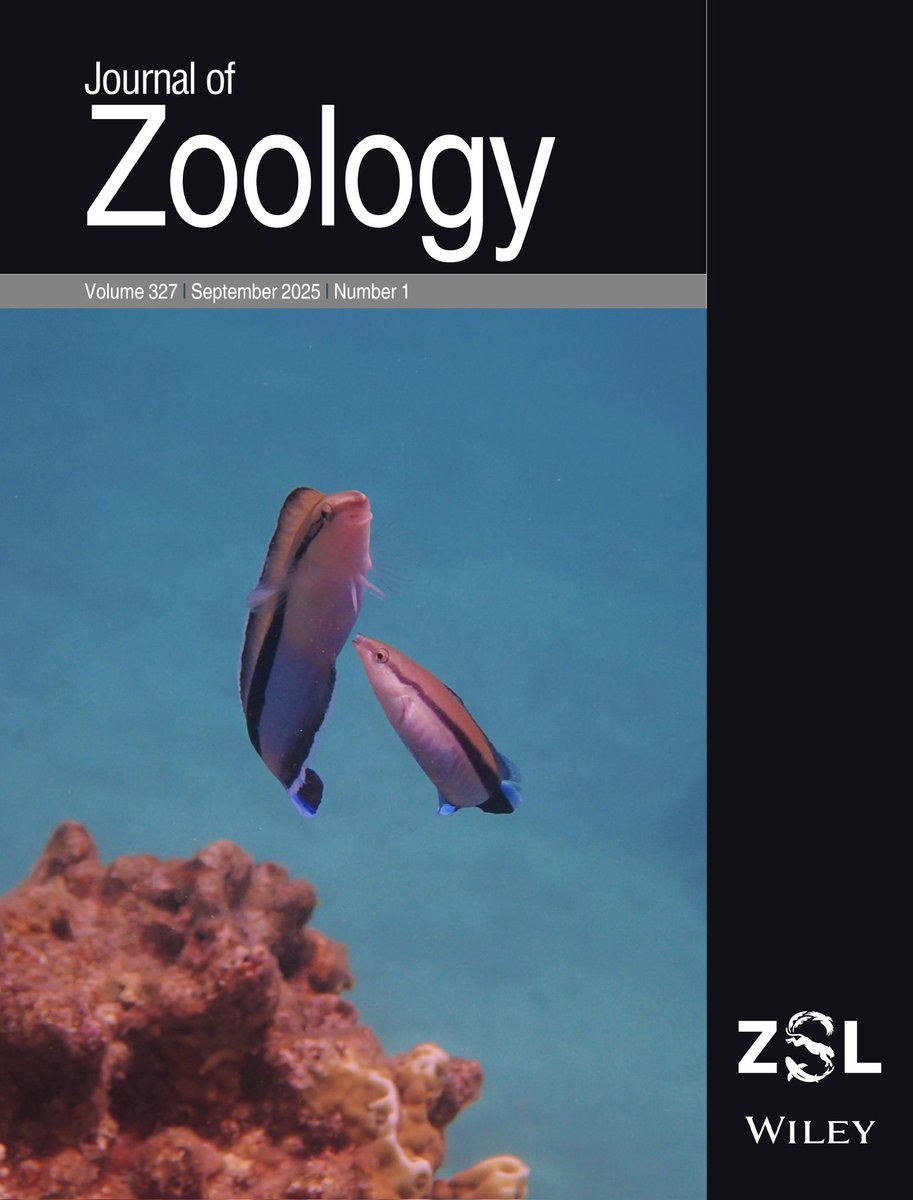 掃除魚として有名なホンソメワケベラと、そっくり擬態するニセクロスジギンポがJournal of Zoology最新号のフロントカバーになりました🐟🐟

どちらが擬態したニセクロスジギンポかお分かりでしょうか？彼らの精巧な擬態戦略とはいったい。

…lpublications.onlinelibrary.wiley.com/doi/10.1111/jz…