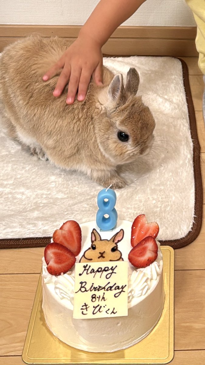お久しぶりです🐰
きびは先日8歳になりました🤎
毎日げんきです(ᐡ ᴗ  ̫ ᴗ ᐡ)