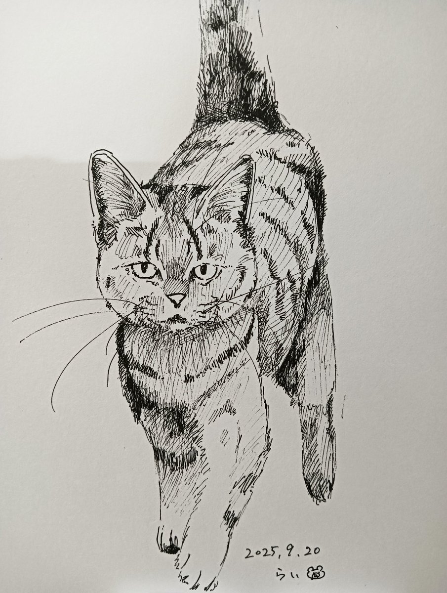 42.じろじろ
#ペン画
#ねこ