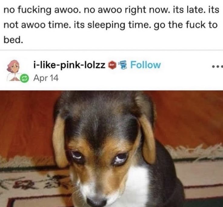 caninepoetry (@caninepoetry_) on Twitter photo 