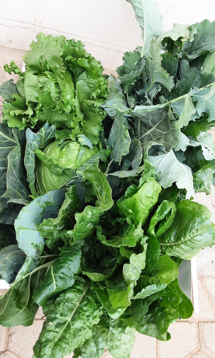 MpudiTt's tweet image. Mine is a cry for help, support guys. Over the years I have made bad financial decisions that led to me losing all my assets this year, literally succumbed to 4 &quot;notice of sale of executions&quot;. I now want to save my farm hence I came with this Seshabo combo idea. Prices following: