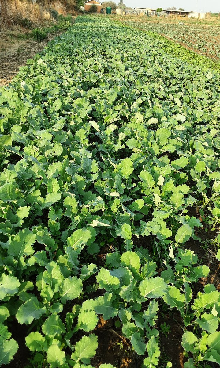 MpudiTt's tweet image. Mine is a cry for help, support guys. Over the years I have made bad financial decisions that led to me losing all my assets this year, literally succumbed to 4 &quot;notice of sale of executions&quot;. I now want to save my farm hence I came with this Seshabo combo idea. Prices following: