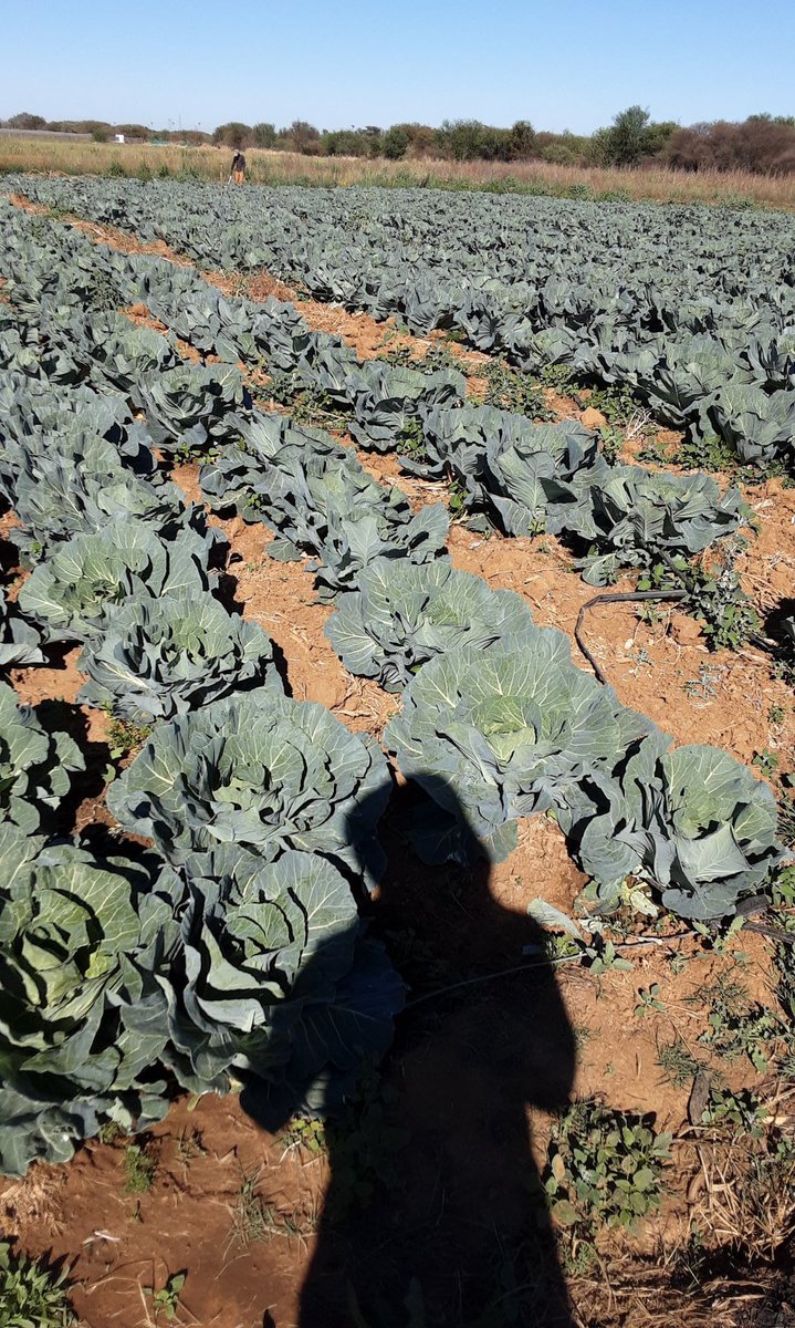 MpudiTt's tweet image. Mine is a cry for help, support guys. Over the years I have made bad financial decisions that led to me losing all my assets this year, literally succumbed to 4 &quot;notice of sale of executions&quot;. I now want to save my farm hence I came with this Seshabo combo idea. Prices following: