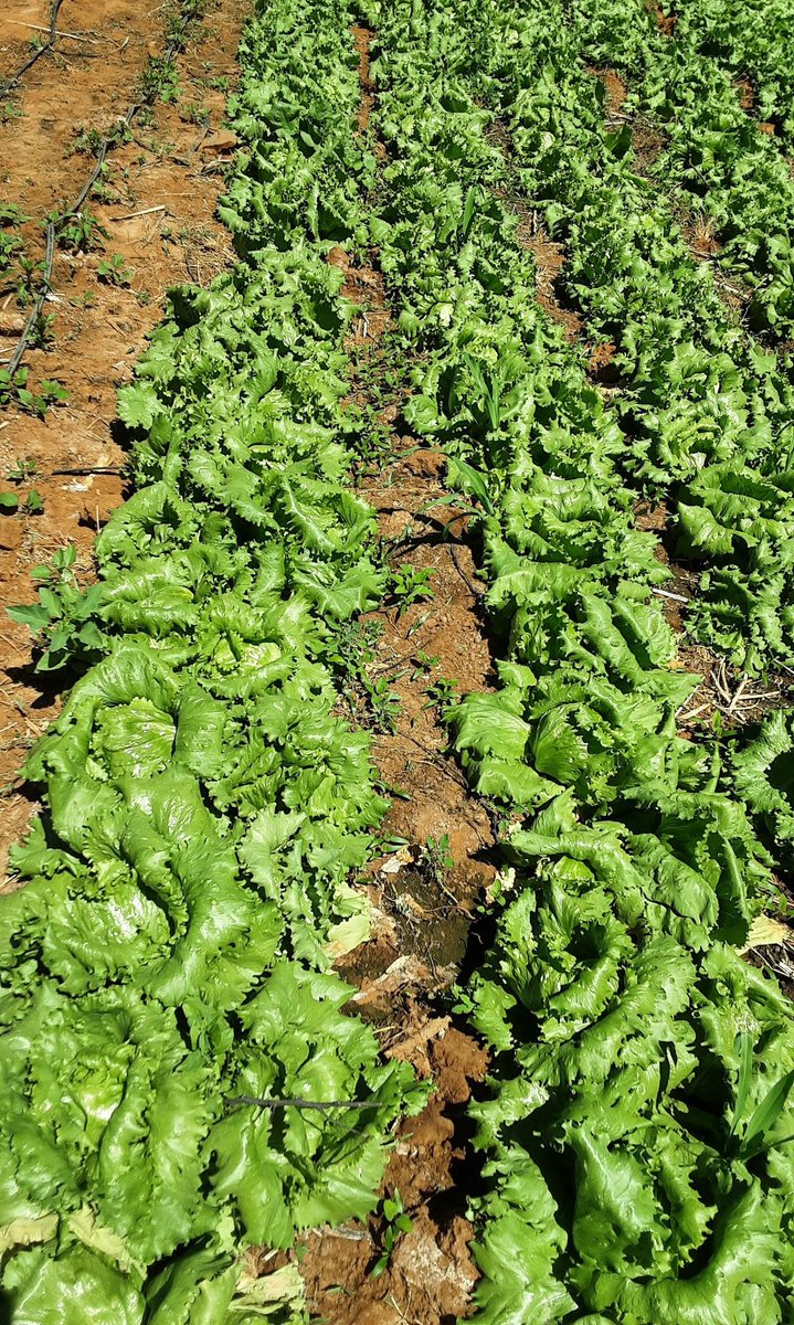 MpudiTt's tweet image. Mine is a cry for help, support guys. Over the years I have made bad financial decisions that led to me losing all my assets this year, literally succumbed to 4 &quot;notice of sale of executions&quot;. I now want to save my farm hence I came with this Seshabo combo idea. Prices following: