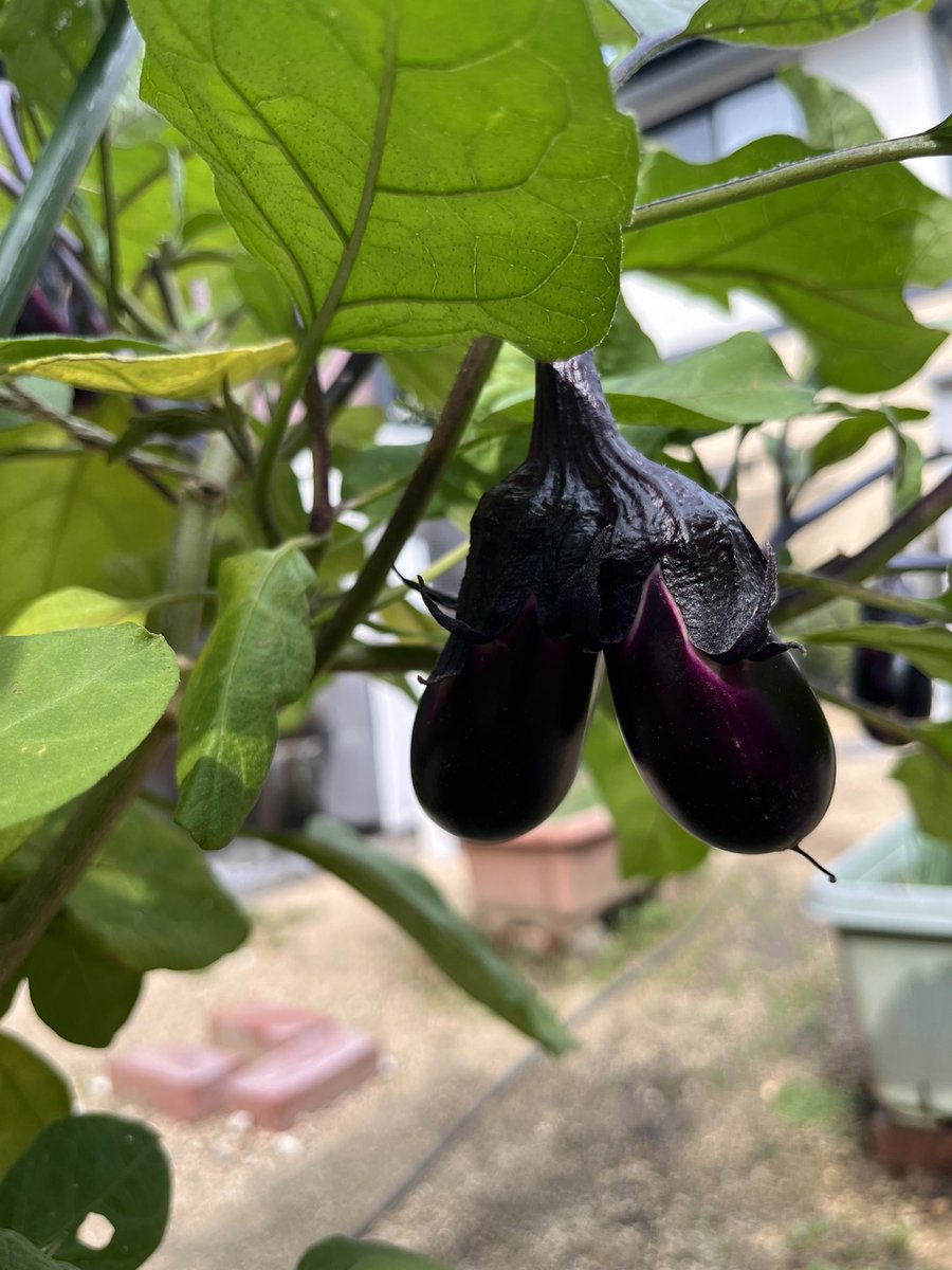 mori_kh_fan's tweet photo. 双子の茄子ができた🍆
食べても大丈夫❓

#家庭菜園
#茄子 https://t.co/TFY5XHsNqU