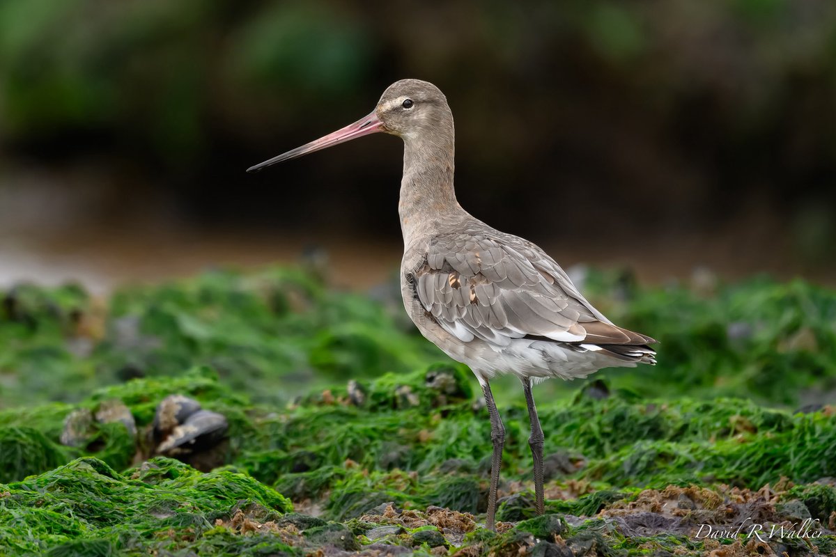 David Walker tweet media