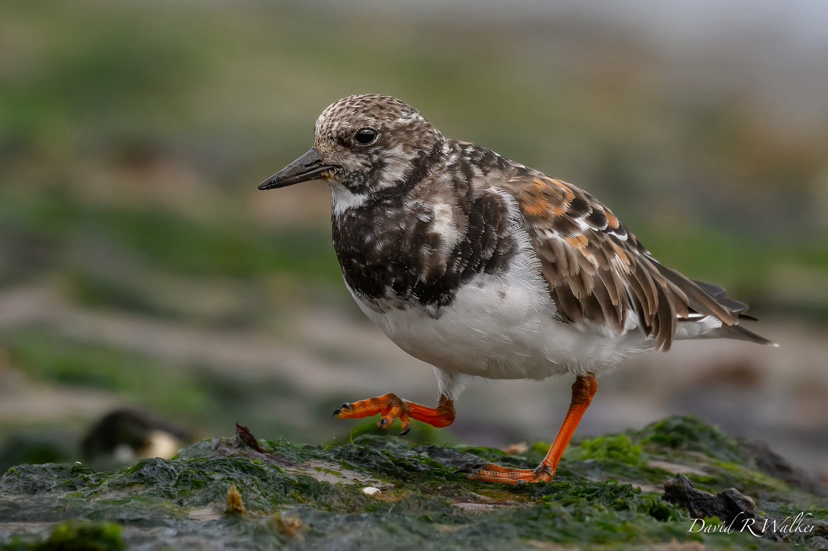 David Walker tweet media