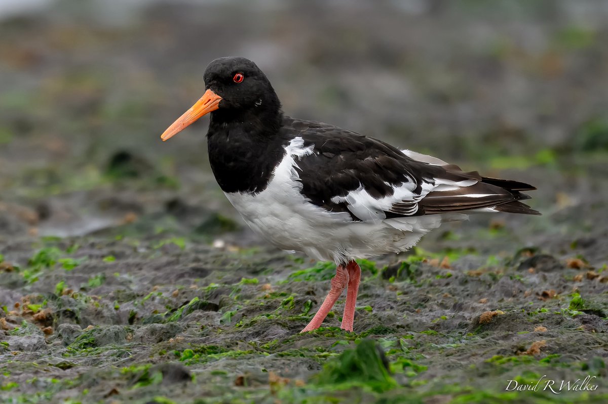 David Walker tweet media