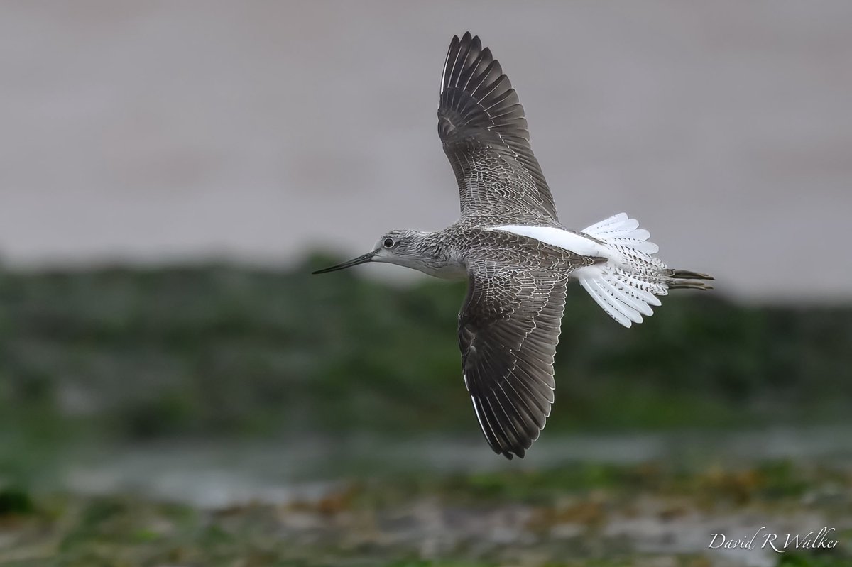 David Walker tweet media