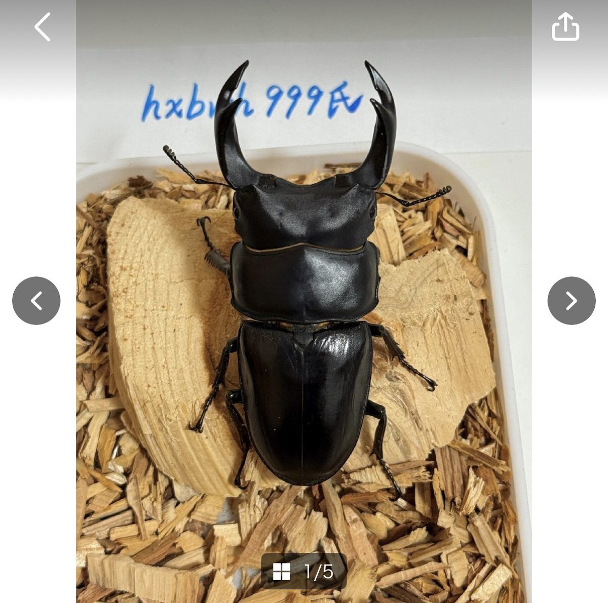 SHOP MUSHIYA / ムシオク! / kuwayan tweet media