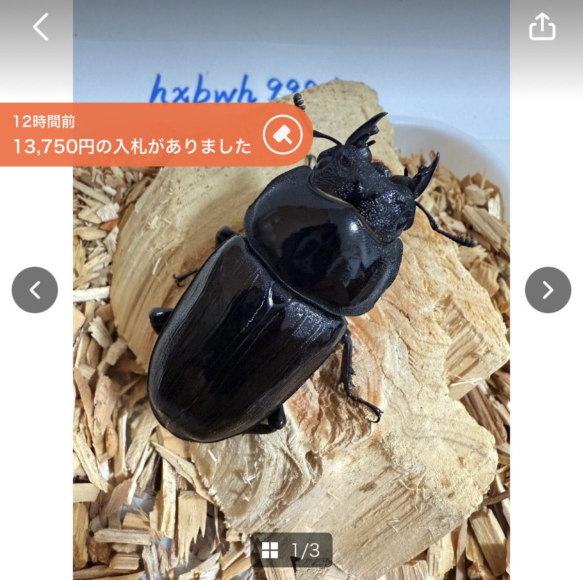 SHOP MUSHIYA / ムシオク! / kuwayan tweet media