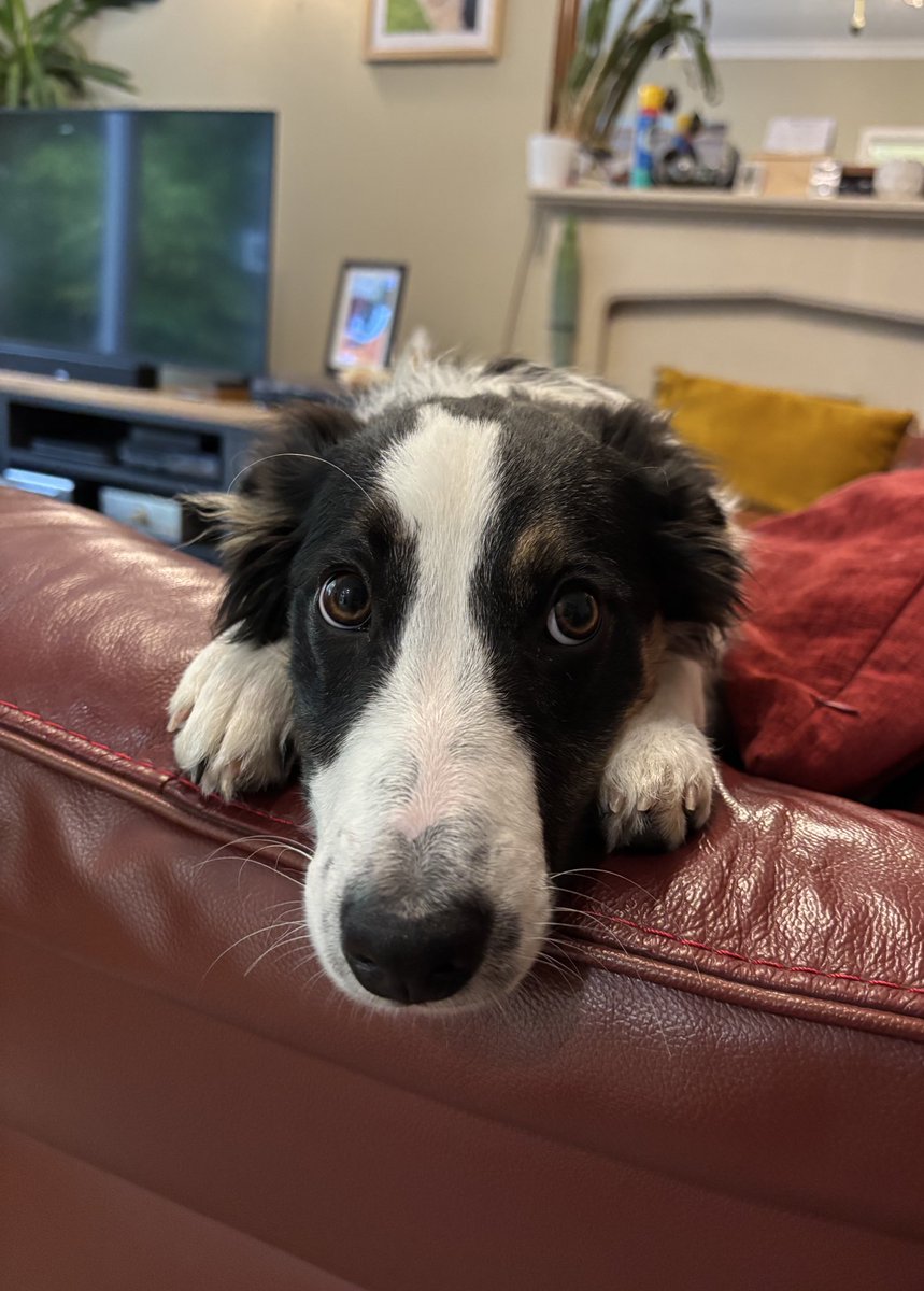 Kesthecollie's tweet image. Good morning 😘