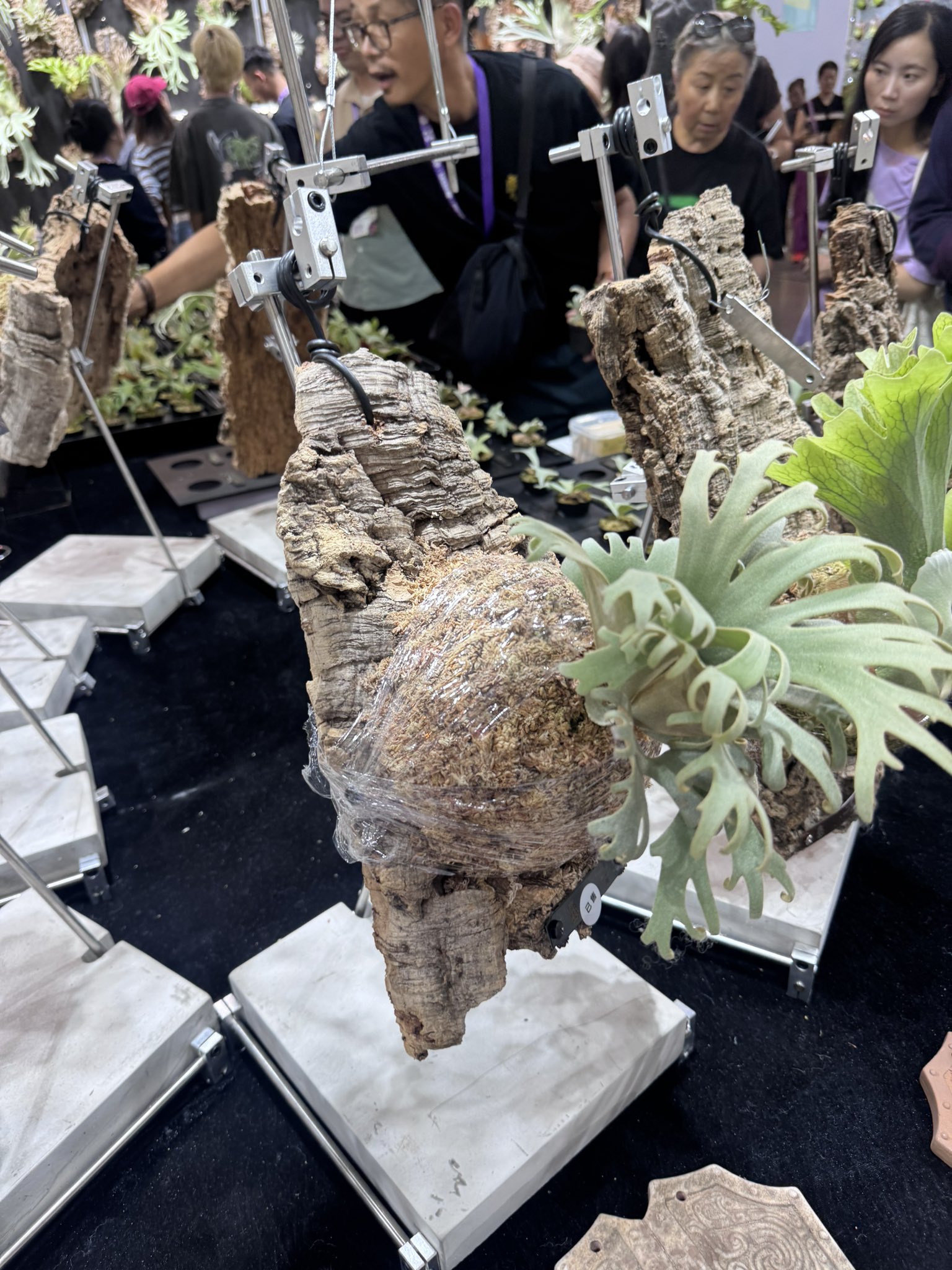 希少✨ラルム✕イロハ✨✨beehouse苗✨❤️ 希少✨ラルム✕イロハ