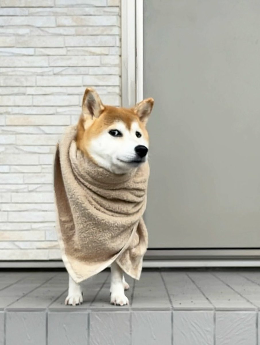 雨散歩から帰ってきた犬が勇者すぎる…