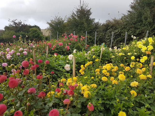Uplyme & Lyme Regis Horticultural Society tweet media
