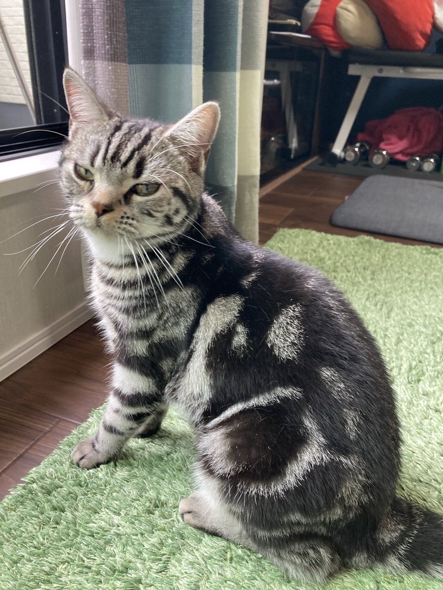 odaldo1's tweet photo. 少し眩しそう。

#猫 #アメショ #アメリカンショートヘア #猫好きさんと繋がりたい #猫のいる暮らし https://t.co/z5YVgdXVLS