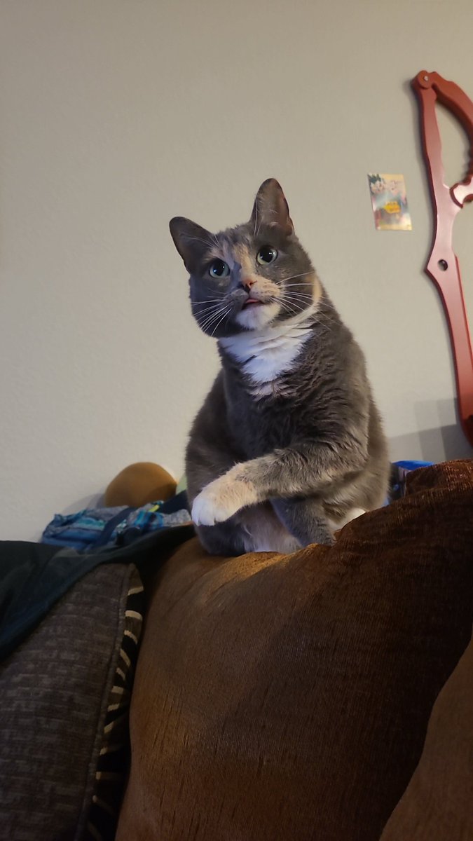 c0rellian_scum's tweet photo. my cat is missing, and i genuinely don't know what to do https://t.co/0cpqSe0Wuo