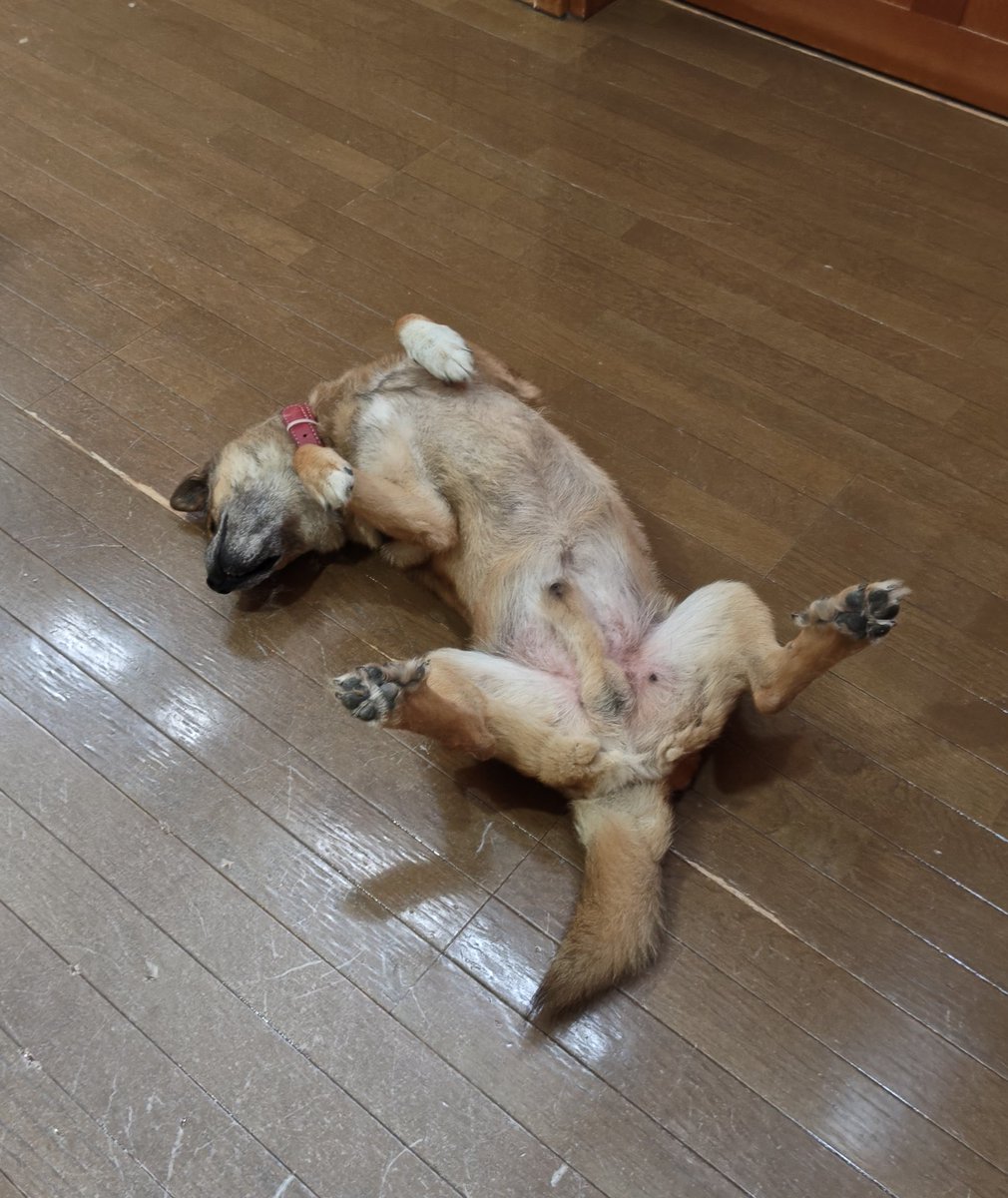 A_DogsPurpose's tweet photo. ずーっと行ってみたかった #手白澤温泉♨

お目当ての川上犬🐕️の岳ちゃんにも会えたし、源泉かけ流しの温泉、美味しいお料理に素敵なご主人と女将さん、全てが最高でした🥹

岳ちゃんは白内障で遠出をすることもなくなったみたいだけど、とにかく長生きしてほしい。
また近々行きたいな🥾 https://t.co/Q6GhfixVen