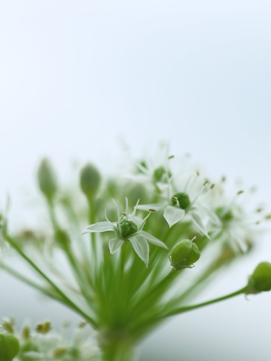 MichikoDesign's tweet photo. マクロで撮ったニラの花　#photography #flower #tokyocameraclub #東京カメラ部 https://t.co/A0THGXQ0ZA