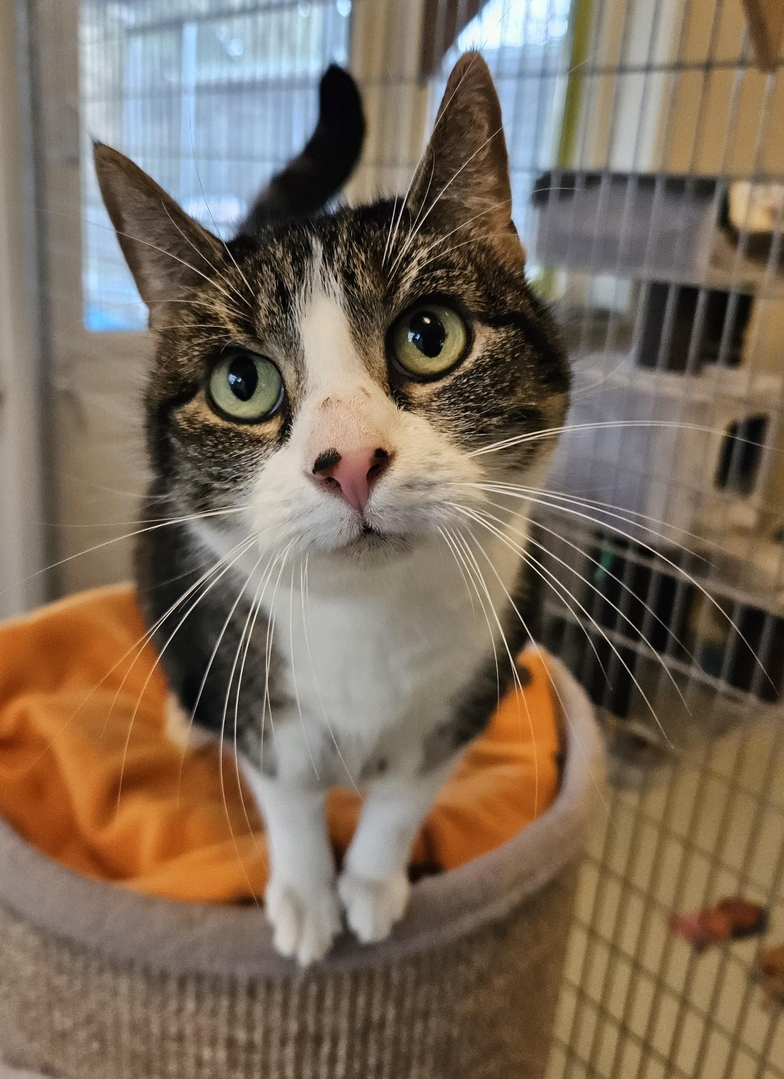 GoudenMandKat's tweet image. Binnenkatten Jip &amp;amp; Janneke zoeken een rustig thuis
Omdat hun baasje naar een verzorgingstehuis moest, zijn Jip en Janneke bij het asiel terechtgekomen.
dierenasielgoes.nl/nu-in-het-asie…
Telefoon: 0113-212473
E-mail: info@dierenasielgoes.nl
Verblijfplaats: Goes, Nederland
#kat #katten