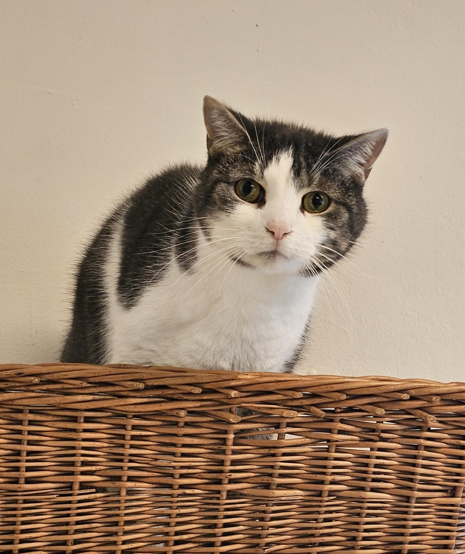 GoudenMandKat's tweet image. Binnenkatten Jip &amp;amp; Janneke zoeken een rustig thuis
Omdat hun baasje naar een verzorgingstehuis moest, zijn Jip en Janneke bij het asiel terechtgekomen.
dierenasielgoes.nl/nu-in-het-asie…
Telefoon: 0113-212473
E-mail: info@dierenasielgoes.nl
Verblijfplaats: Goes, Nederland
#kat #katten