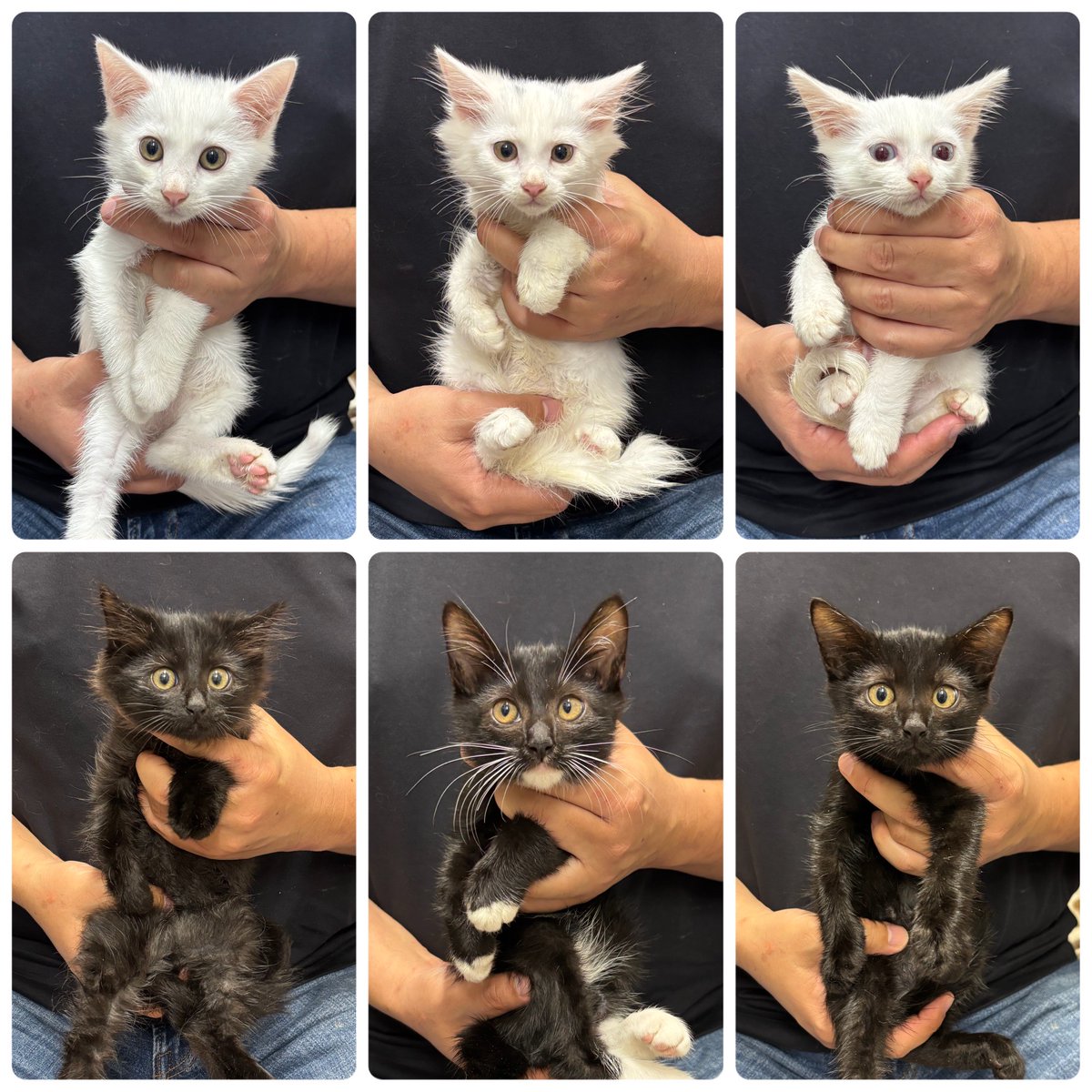 現場猫 - Search / X