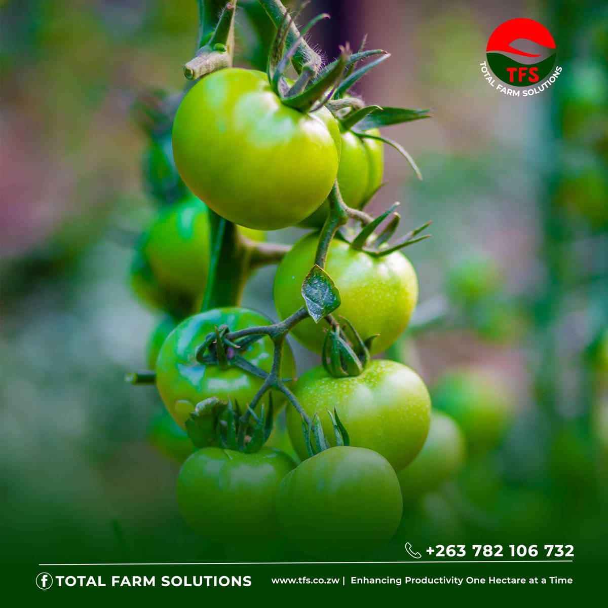 's tweet image. ‘Though the land be good, You cannot have an abundant crop without cultivation.’

Start your Greenhouse project NOW. Talk to a TFS Consultant 👉🏾 👉🏾 wa.me/c/263778397546 

#GrowthIsAMust #WeGrow #totalfarmer #ownyourpower #BeUnstoppable